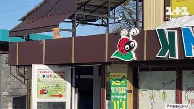 В Ровенской области люди ежедневно спасают собаку, которая живет на крыше магазина
