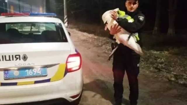 В Винницкой области дальнобойщик спас лебедя: где будет жить птица