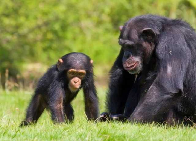 У США від коронавірусу вакцинували мавп