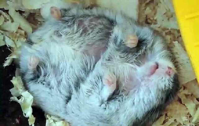 В одном из парков Николаева установили могильную плиту умершему хомяку