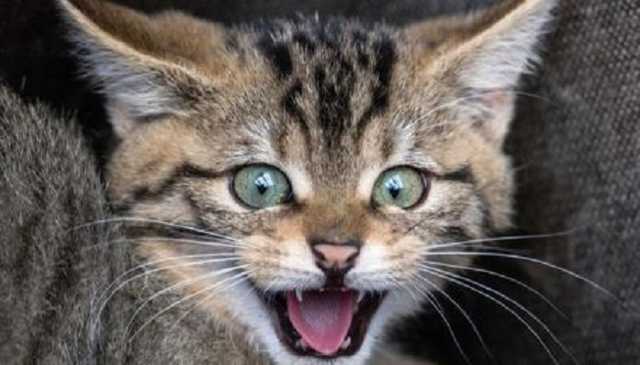 Недалеко от Ровно погиб 4-месячный малыш: кот спал на лице ребенка