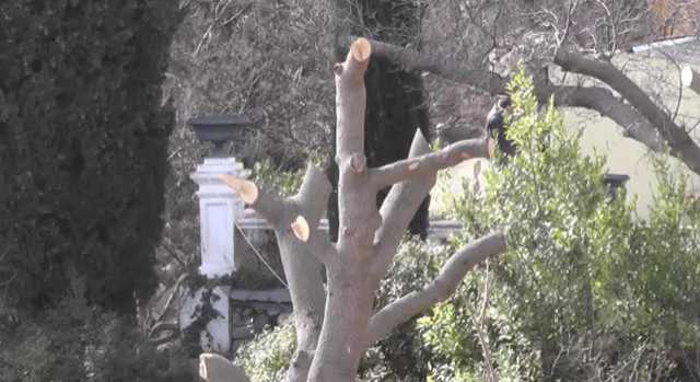 Оккупанты развернули стройку в 190-летнем парке Крыма: жители пожаловались Путину