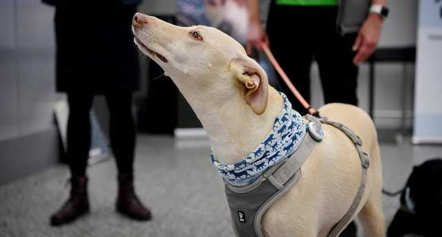 В Польше коронавирус будут выявлять при помощи собак