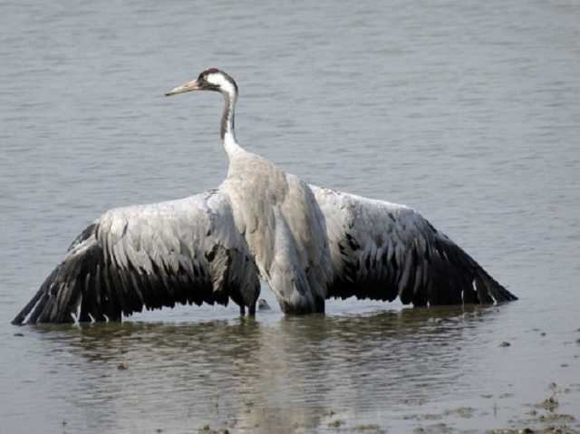 Беседы с фермерами не помогают: в «Аскании-Нова» продолжают гибнуть краснокнижные птицы