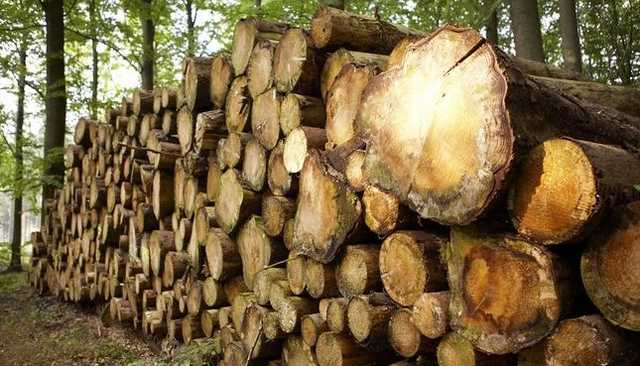 Україна готова зняти заборону на експорт лісу: названо умову