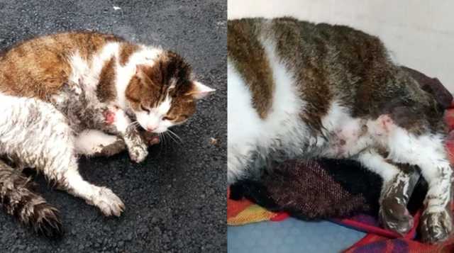 Перебив усі лапки: в Києві чоловік познущався над безпритульним котом