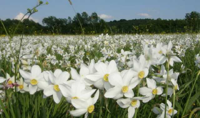 На Закарпатті горіла “Долина нарцисів”