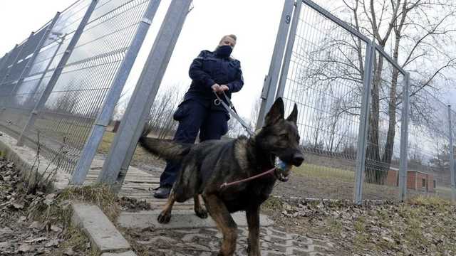 В Польше собакам будут платить пенсию: каких животных отправят на заслуженный отдых