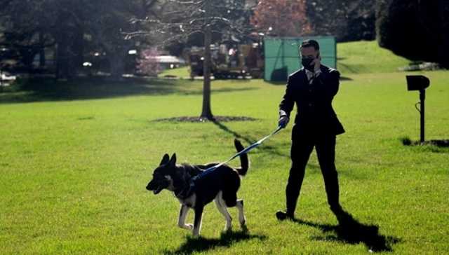 Овчарка Байдена второй раз за месяц укусила человека – CNN