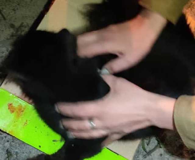 Во Львове живодеры выкинули из окна четырех котят и кота