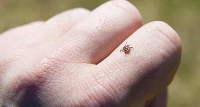 Клещи атакуют: Комаровский сделал важное предупреждение для украинцев перед приближающимися праздниками