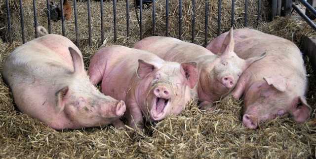 В Черновицкой области из-за вспышки африканской чумы на убой отправят 21 тысячу свиней