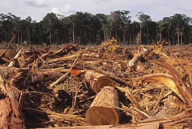 На Закарпатье лесничий попался на взятке 30 тысяч гривен
