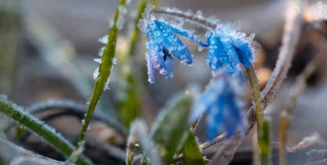 На Украину надвигаются заморозки: спасатели предупреждают об опасности