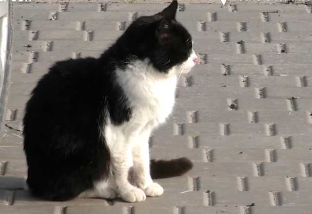 На Херсонщине мужчина устроил на работу котов: какие обязанности и зарплата у животных