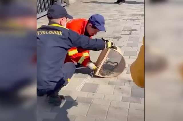 Дюжина змей после спячки решила "посетить" ресторан в центре Днепра