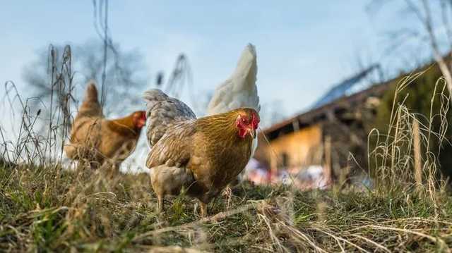 Экспорт курятины из Украины в ЕС за год снизился на 90%