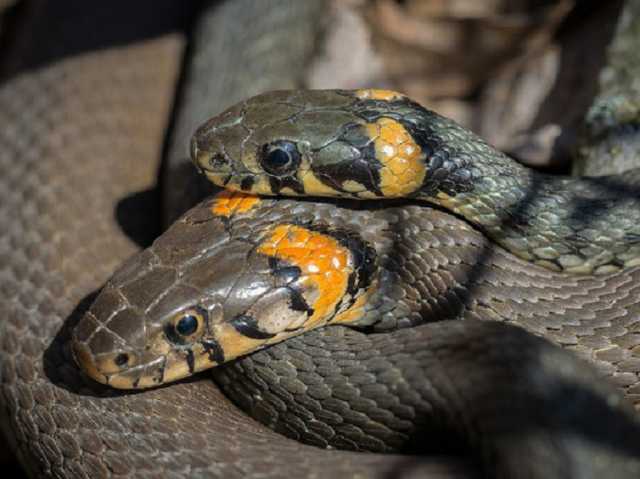 Нашествие гадов: в Харькове дом с женщинами и детьми захватили змеи