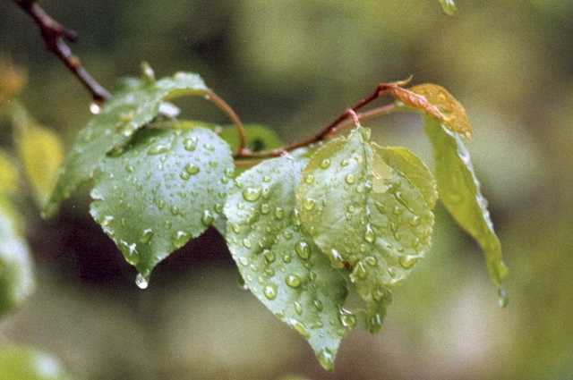 Украинцев ждет «мокрая» Пасха: синоптики уточнили прогноз погоды на праздничные выходные