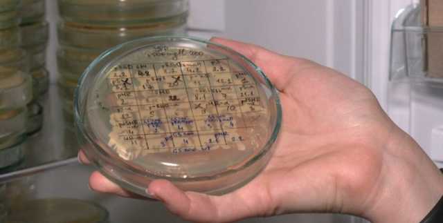 Ученые во Львове разрабатывают вакцину от коронавируса на дрожжах