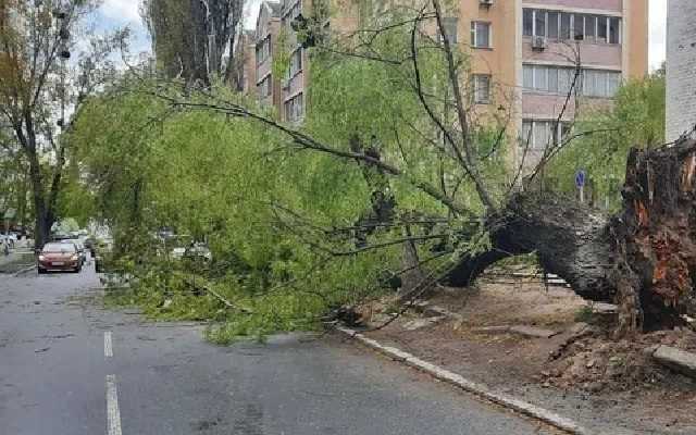 В Киеве ветер сломал деревья и повалил заборы