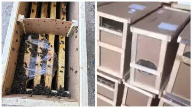 Мертвые пчелы загудели: часть "умерших" насекомых из грузовика Укрпочты ожила