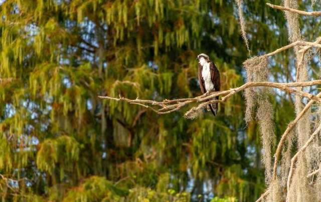 В Тибете произошла вспышка гриппа среди диких птиц