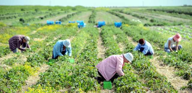 Власти Польши планируют значительно упростить предоставление работы гражданам Украины