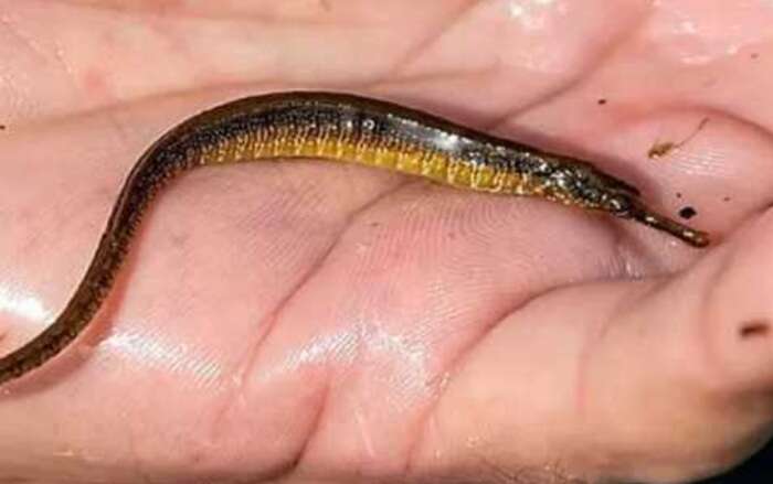 В водоемах Киева заметили экзотических рыб