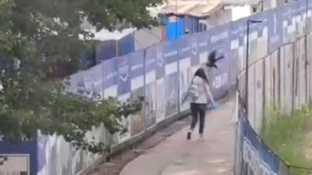 Как в фильме Хичкока: в Киеве вороны снова атакуют людей