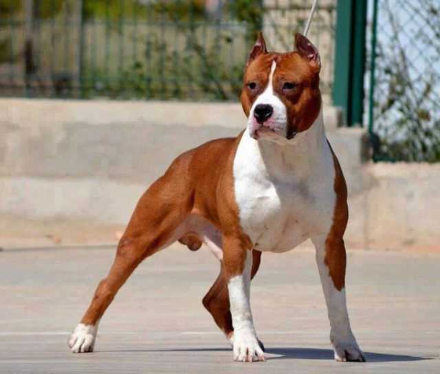 В Черкасской области стафф напал на 5-летнего мальчика и таскал его по земле