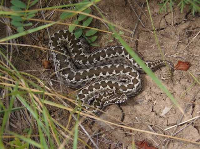 На Львівщині 35-річна жінка потрапила до лікарні через укус змії