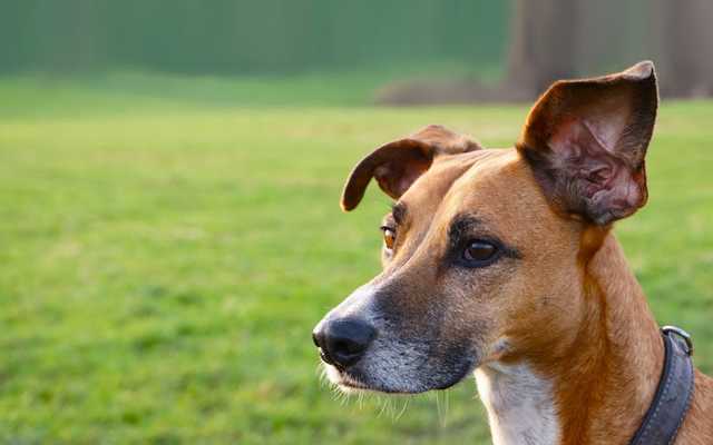 В Киеве водитель умышленно насмерть задавил собаку – его отпустили