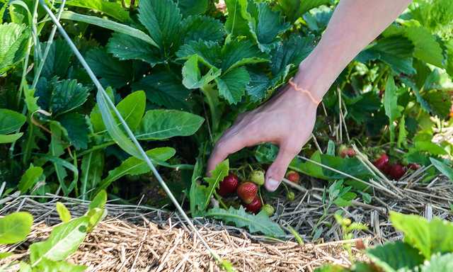 Под Днепром град уничтожил урожай клубники