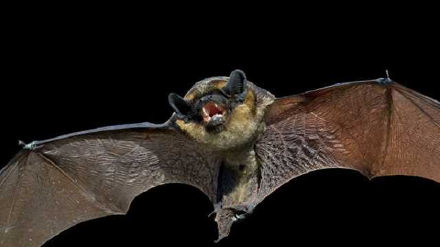 Китайские ученые выявили новые геномы коронавирусов у летучих мышей, - CNN