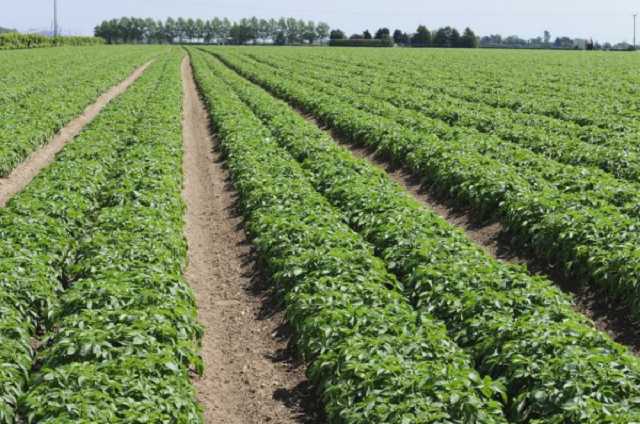 Спасти невозможно ничего: под Днепром водой смыло весь урожай фермеров