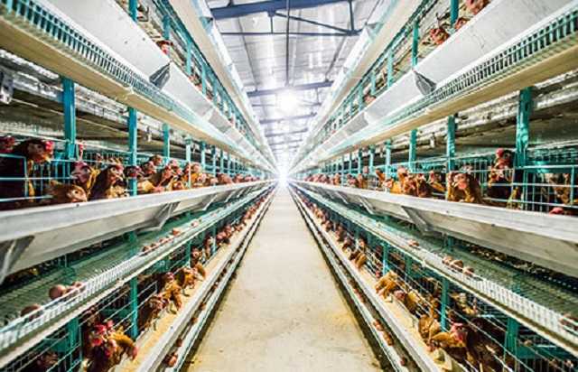 В ЕС запретят держать фермерских животных в клетках