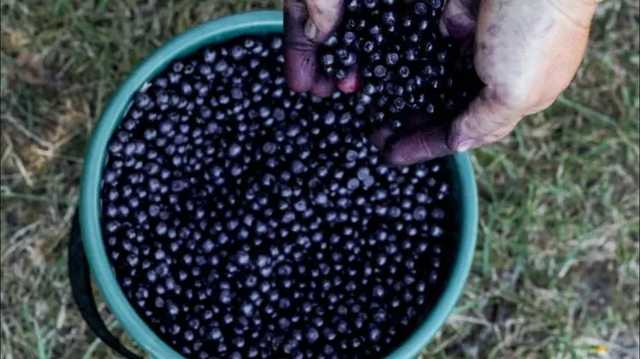 Финляндия ожидает более 10 тысяч иностранных работников, большинство из них - украинцы