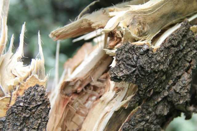 У Львові дерево впало на 8-річного хлопчика, який гуляв у парку