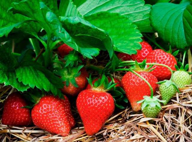 Стало известно, сколько украинцы зарабатывают на клубнике в Польше