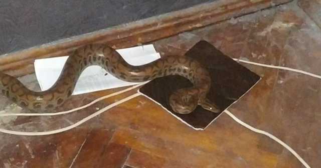 В Харькове в квартире под диваном женщина нашла питона