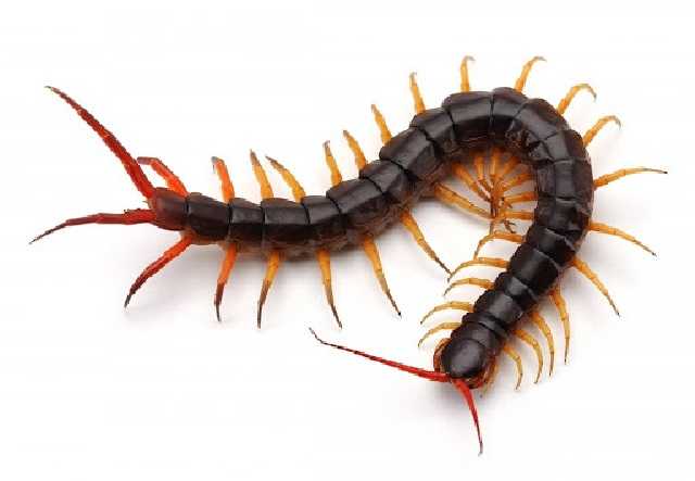 В Кирилловке пожаловались на ядовитых насекомых: укус может вызвать приступы удушья