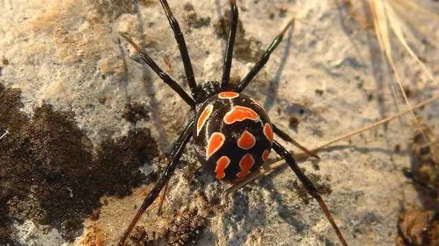 В МОЗ рассказали украинцам, что делать при укусах насекомых и пауков летом