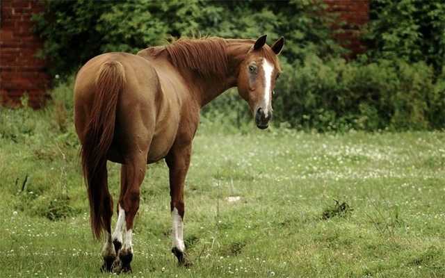 На Херсонщине лошадь перекрасили в зебру и заставили работать: украинцы возмутились
