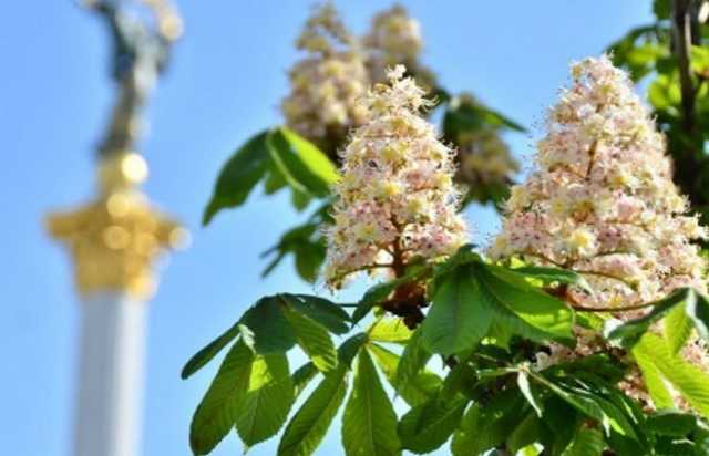 Кличко вместо каштанов закупает очиститель воздуха