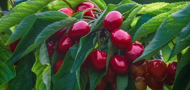 В Украине фермеры уничтожают урожай знаменитой мелитопольской черешни