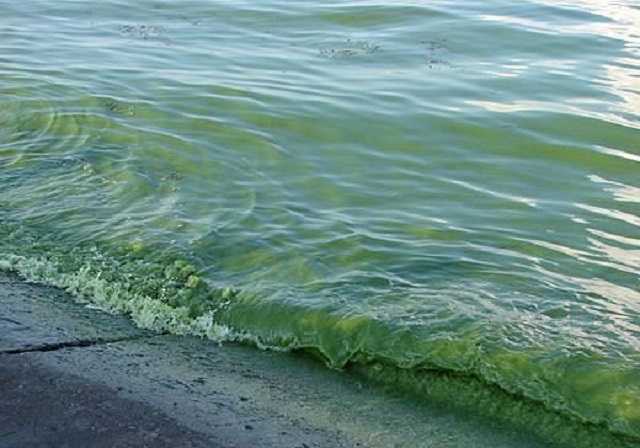 Никто не купается, стоит страшная вонь: турист пожаловался на отдых в Одессе