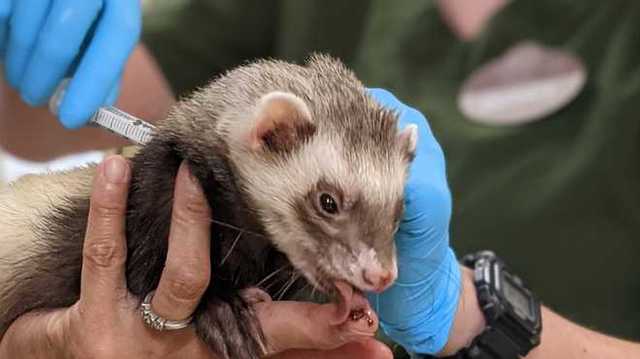 Вакцинация животных против коронавируса началась в США