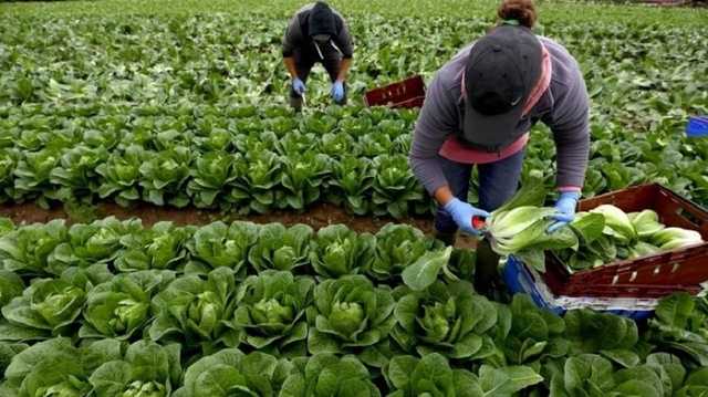 Заробитчан из Украины заманивают в Польшу: кому платят 148 тыс. грн в месяц