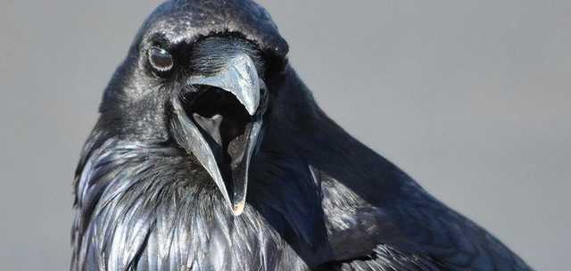 В Павлограде жителей атакуют агрессивные вороны, которые буквально захватили город